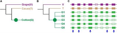 Cotton Duplicated Genes Produced by Polyploidy Show Significantly Elevated and Unbalanced Evolutionary Rates, Overwhelmingly Perturbing Gene Tree Topology